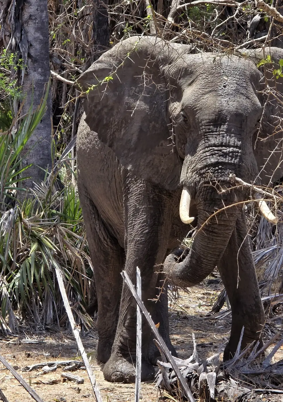 Elephant standing among palms and branches on a Selous safari