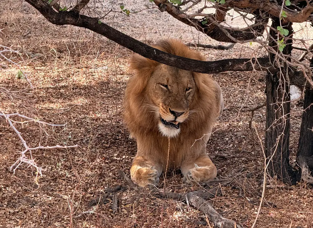 Male lion resting in the shade beneath a tree