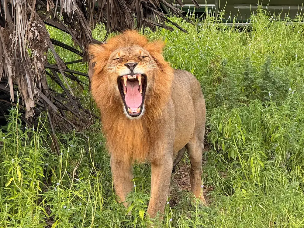 Male lion yawning beside palms in green grass